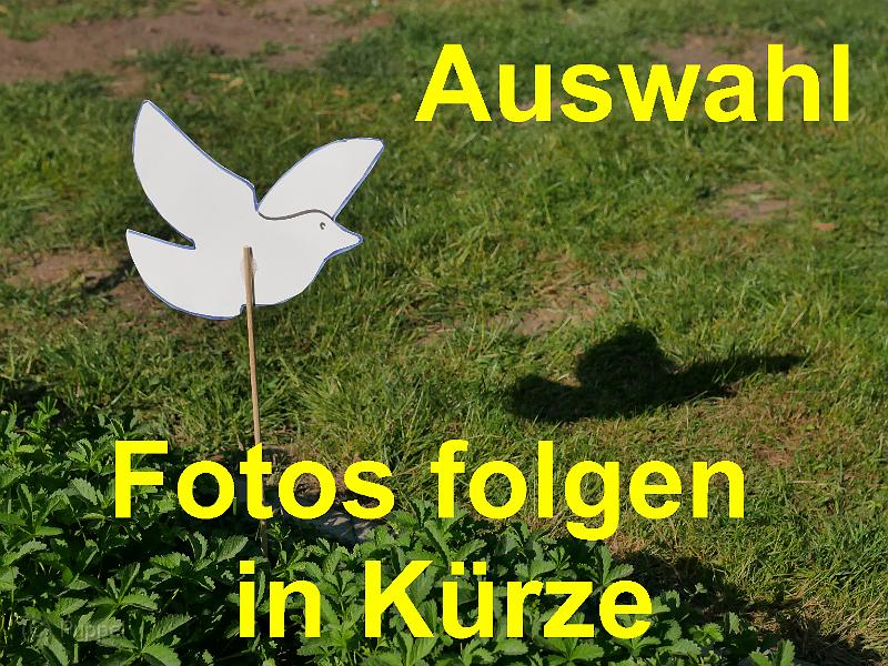 Z Auswahl FF.jpg